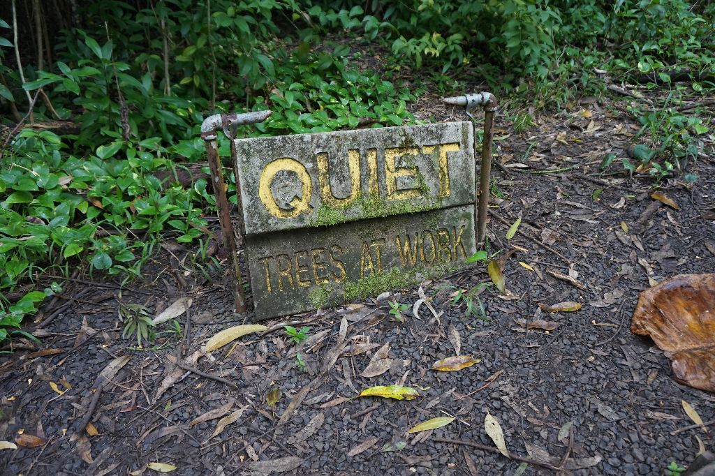 Flitterwochen-Hawaii-Natur-Regenwald